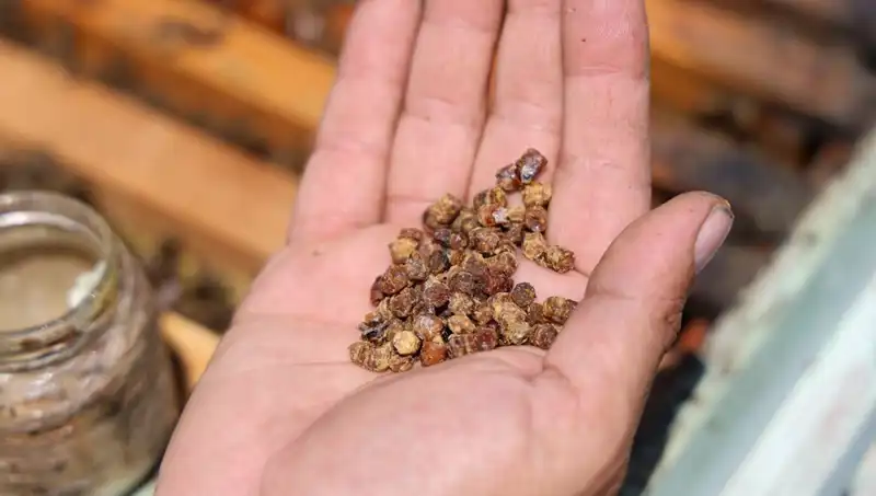 Eskiden İhtiyaç Fazlasıydı, Şimdi 3 Bin TL’ye Alıcı Buluyor: Protein Zengini Besin