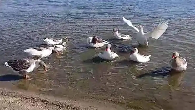 Denizde Yüzen Kazlar Sorunu, Kümese Kapatılma Kararıyla Çözüldü