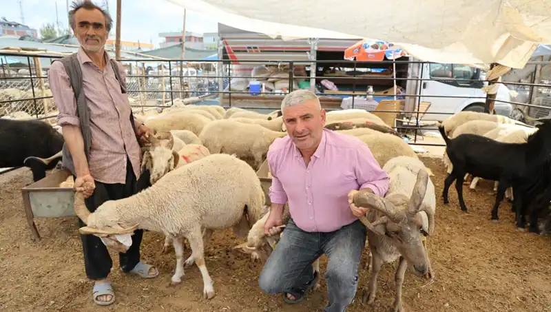 Kurban Pazarı'nda Yeni Gözde: 4 Boynuzlu Koçlar İlgi Odağı Oldu