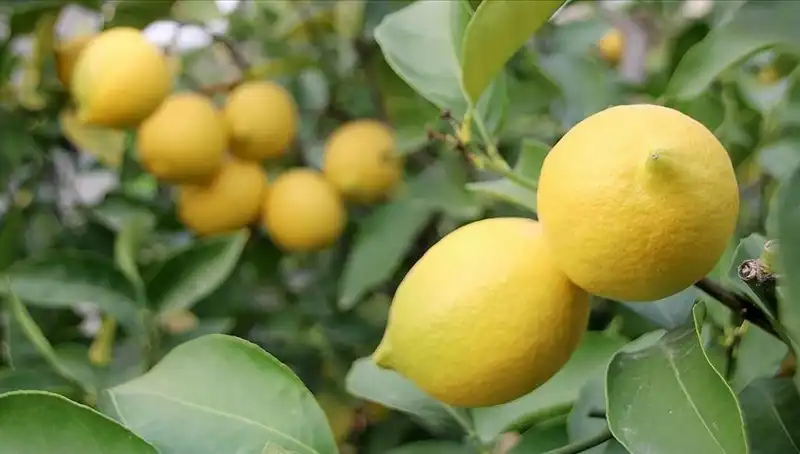 Limonun Fiyatları Yükseldi: Adedi 24 Lira Olunca Şaşkınlık Yarattı