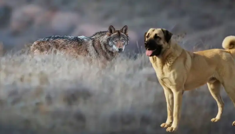 Kangal Köpeği Talebindeki Patlama: Kurt Popülasyonu Artıyor!