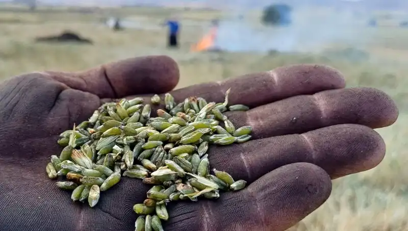 Firik Sezonu Başladı: Doğanın Lezzeti Sofralarda