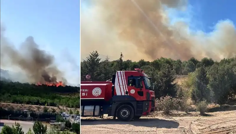 Gebze Orman Yangını: Doğa ve Ekosistem Tehdit Altında