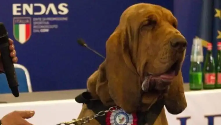 Arama Köpeğine Çivili Sosisle Suikast: Olayın Perde Arkası Nedir?