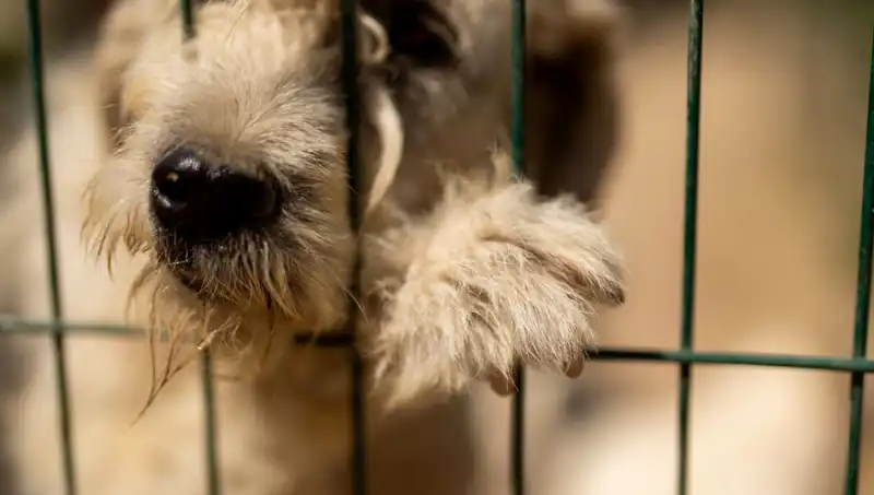 İş Stresi Cins Hayvanları Vuruyor: Köpekler Üzerindeki Etkileri
