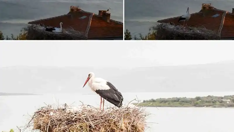 Leylek Yaren, Depremin Gelmesini İnanılmaz Bir Şekilde Hissetti!