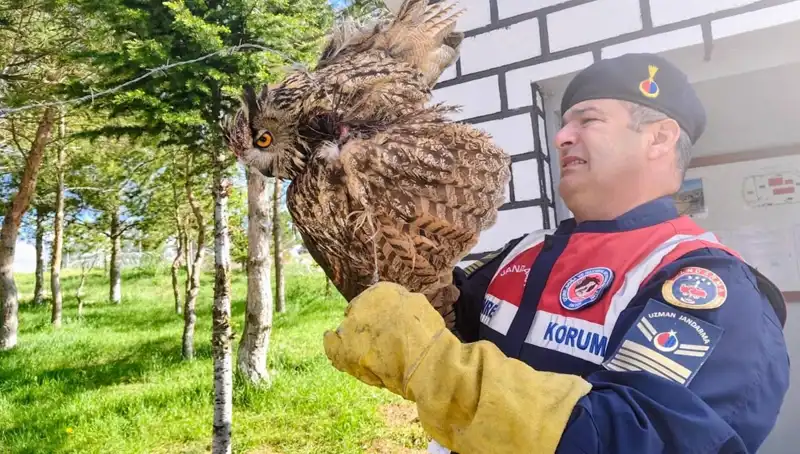 Dikenli Tellere Takılan Puhu, Kriterlerimize Göre Kurtarıldı!