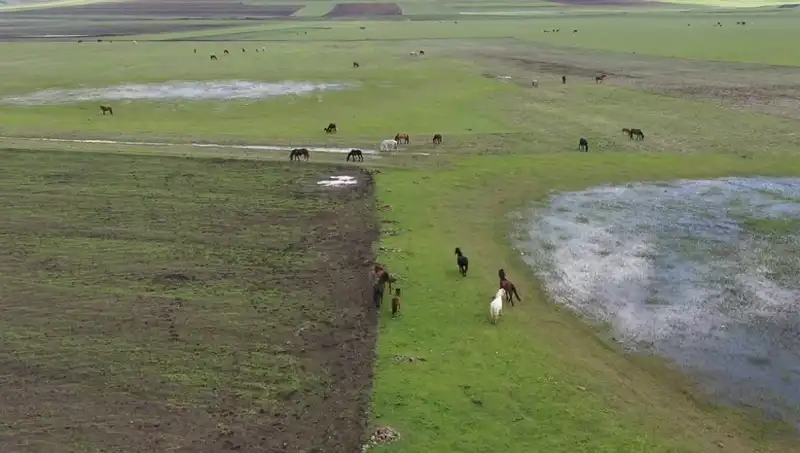 Kars'ın Doğasında Yılkı Atlarıyla Büyüleyici Anlar