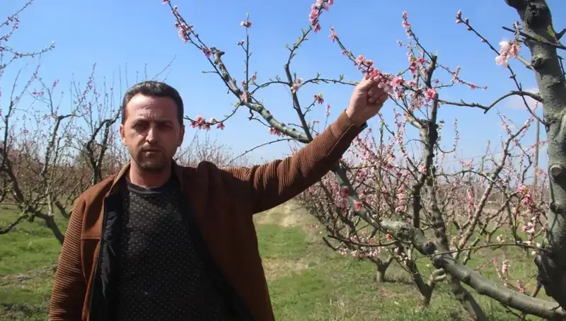 Çiçek Açan Ağaçlara Don Vurdu: Doğanın Güzellikleri Tehlikede Mi?