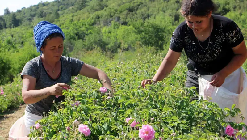 Zirai Don Felaketi Türkiye Tarımını Tehdit Ediyor: Gül Bahçelerinde Görülen Zarar