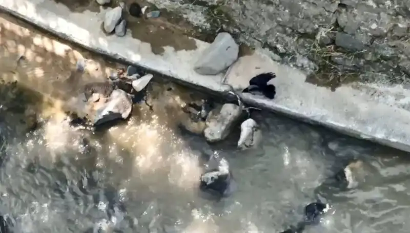 Karga, Yılana Saldırarak Doğanın Dengesini Sarsıyor!