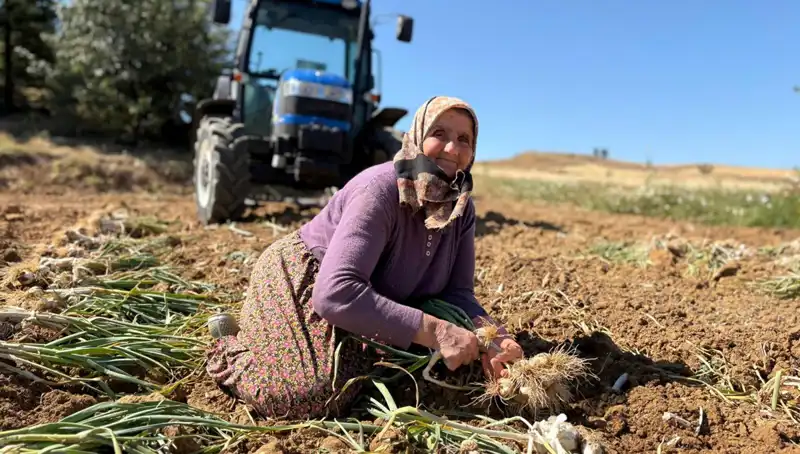 Türkiye’deki Selenyum Zengini Tarım Ürünü Geçim Kaynağı Oluyor
