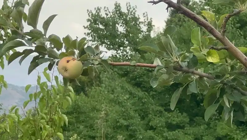 Yüzyılın Donu: Tarımda Şok Etkisi ve Çürük Elma Gerçeği