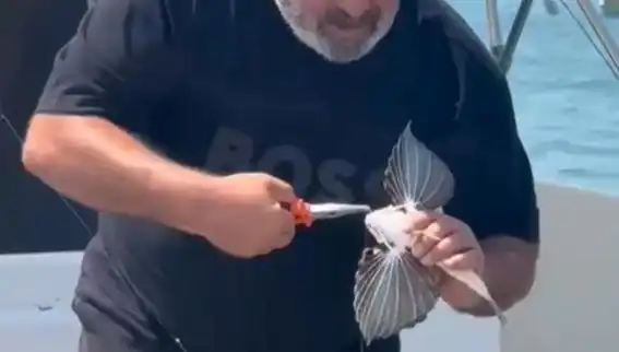 Saros Koyu'nda Nadir Kırlangıç Balığı Oltaya Takıldı: Deniz Tutkunları Şaşırdı