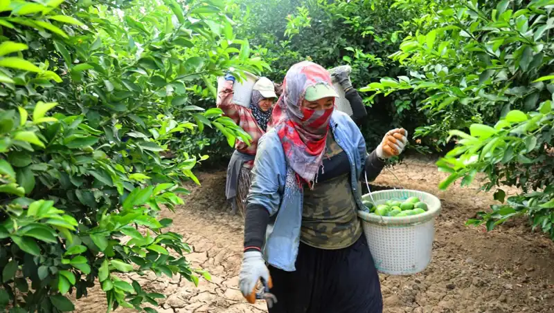 Marketlerde Sebze Ürünleri Fiyatları Düşüşe Geçti: Yeni Hasat Sevinci