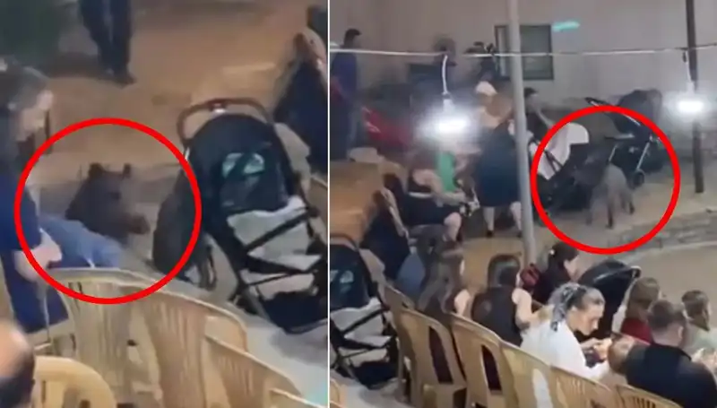 Düğün Kutlamasında Yaban Domuzu Şok Etkisi Yarattı