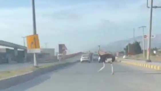 Trafikte Deve Kuşu Görülmesi, Sürücülerde Şaşkınlık Yaratıyor!