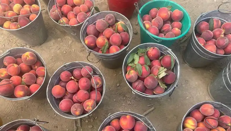 Hasat Dönemi Geldi: Çiftçiler Fiyatlardan Memnun Kalıyor!