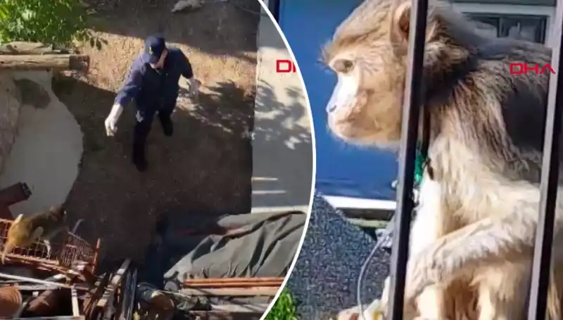 Muğla'da Maymun Kovalamacası: Eğlenceli Anlar ve Tuhaf Durumlar!